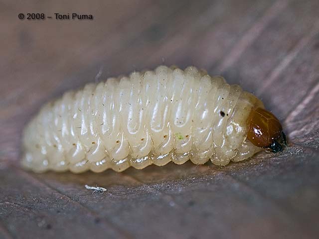 Larva di Curculio elephas